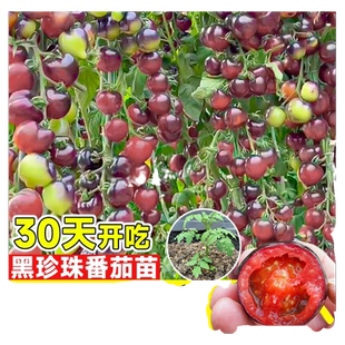 黑珍珠番茄苗秧矮生瀑布圣女果水果番茄种孑盆栽阳台西红柿种子籽