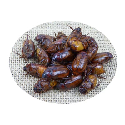 瞎撞子铜孩苍虫生肉食用活体速冻