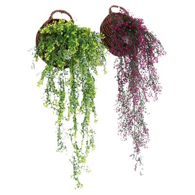 客厅室内壁挂花垂吊植物金钟柳