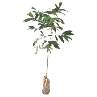 桂味无核荔枝树苗妃子笑糯米进凤嫁接果苗带土盆栽当年结果包邮