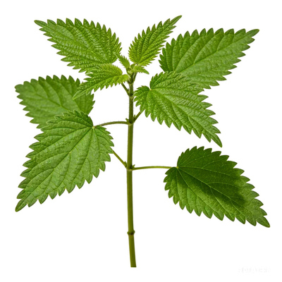 新鲜霍麻白青活麻荨枝条叶麻尖