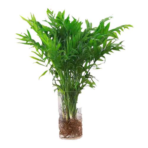 水培袖珍椰子室内绿植凤尾竹懒人盆栽耐阴四季常青办公室桌面摆件