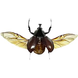 真未整姿昆虫橡胶木犀金龟姬兜湿虫手工DIY原虫造景标本造型材料