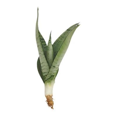 虎耳海洋泡沫稀有品种包邮虎尾兰