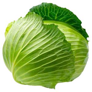 华丰甘蓝种籽卷心菜种子包菜籽