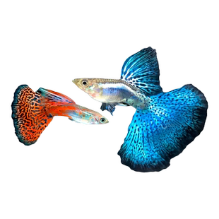 孔雀鱼红草尾蓝草尾凤尾鱼热带鱼大尾淡水群游观赏鱼血红象牙冰蓝