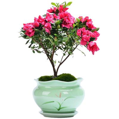 青瓷多肉蝴蝶兰专用花盆带托盘大号陶瓷清仓简约吊兰绿植兰花盆