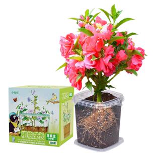儿童种植小盆栽小花农小学生植物生长观察盒根茎蔬菜花卉种子套装