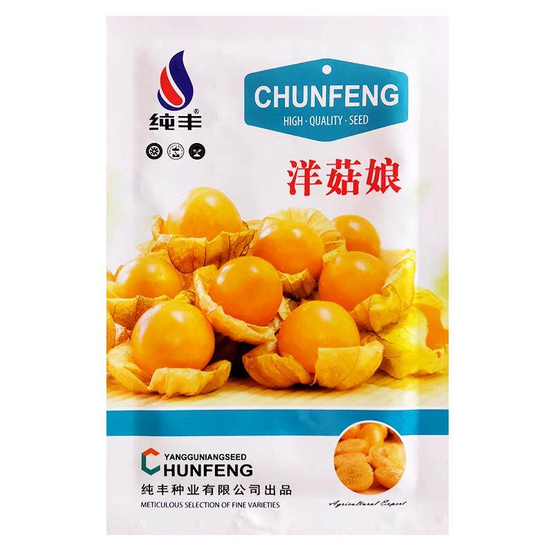 东北洋菇娘果种籽苗超甜金黄姑娘果孑水果四季春秋高产锦灯笼果籽