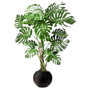 龟背竹客厅大盆栽老桩精品开背大叶绿植办公室内四季好养植物盆景