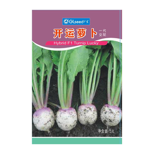 特色小萝卜种孑开运小芜菁种子上紫下白春季秋季清甜水果蔓菁种籽