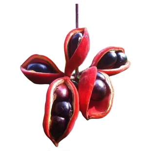 凤眼果树苗真苹婆九层皮树苗常绿庭院盆栽地栽南方北方行道树种植