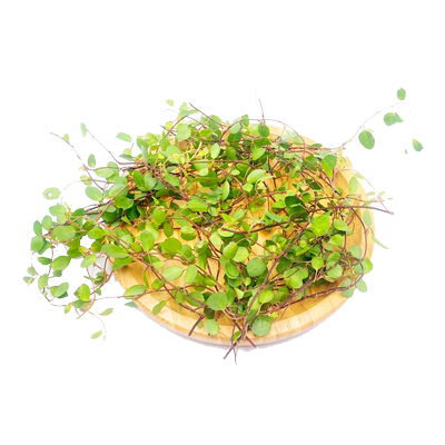 千牛优福千叶兰千牛优福摆盘装饰