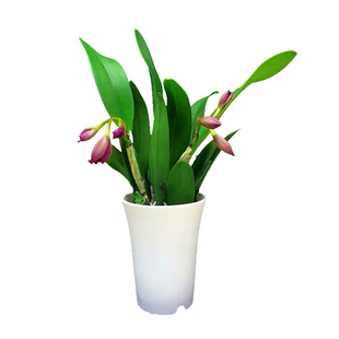 洋兰卡特兰带花苞大花盆栽绿天使绿精灵 秋泼墨石斛兰开花卉