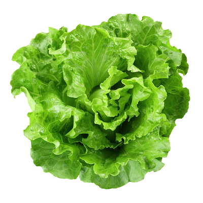 半包心生菜种籽四季阳台蔬菜良种