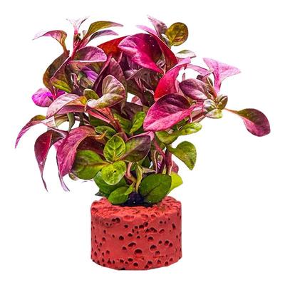 花百年水草植物鱼缸造景绿菊套餐