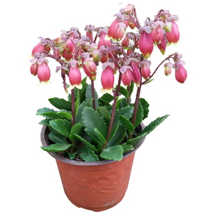 带花苞长寿花盆栽花苗重瓣大花老桩多季开花室内好养易活花卉植物