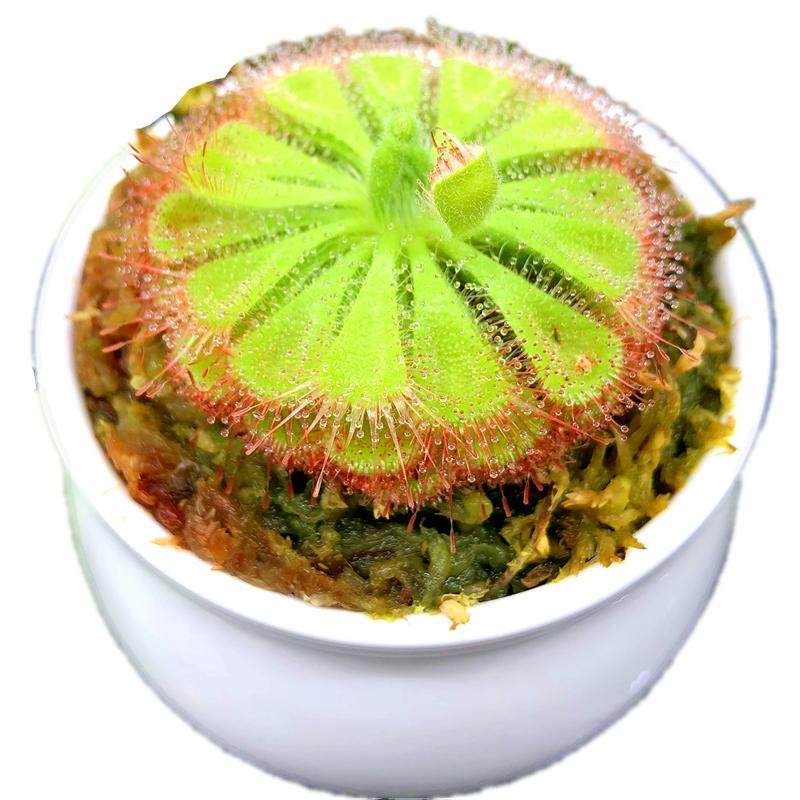 食虫植物陶瓷种好发货超大蚊草