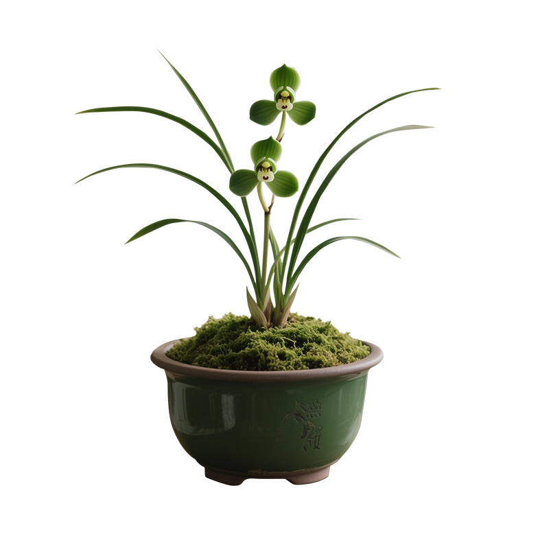 【春兰新宋梅】兰花苗浓香细叶名贵卧室盆栽花卉植物室内兰草国兰