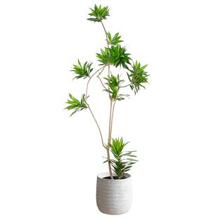 金心百合竹客厅绿植室内懒人好养真植物高级老桩龙血树精品大盆栽