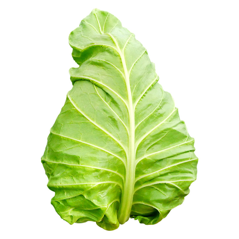 牛心甘蓝种子包菜种籽春丰甘兰菜包心菜秋季冬季四季蔬菜苗孑秧苗