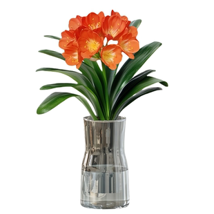 君子兰水培植物室内好养活盆栽办公桌面懒人花卉四季常青喜阴绿植