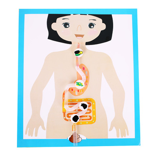 科技小制作幼儿园科学实验手工DIY 科普早教益智人体消化系统模型