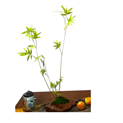 稀有名品黄杆桂竹子苗意境悠远