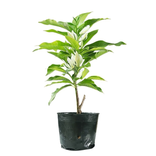 白兰花玉兰花大树苗带花苞矮化老桩盆栽紫黄角黄果兰花卉绿植植物