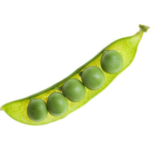 奇珍甜豌豆种子软荚荷兰豆种籽子 蚕豌豆苗种孑春秋蔬菜种子盆栽