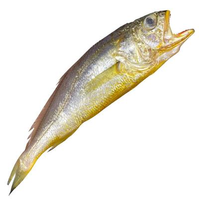 4斤舟山海捕小黄鱼新鲜小黄花鱼