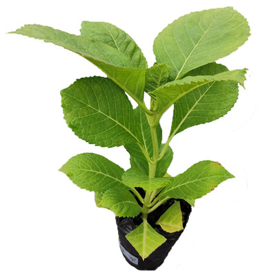 四 4棵包邮 新品重瓣绣球花苗 白莱昂克鲁瓦雅姬恋心彩梦镜花水月