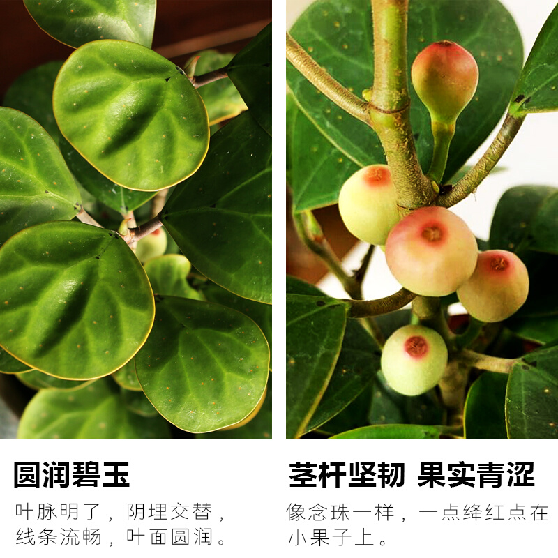 定制小盼小叶菩提树盆栽带果植物办公室内桌面好养禅意客厅绿植微