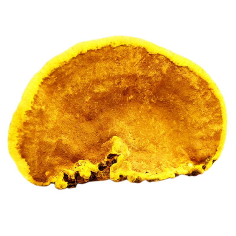 西藏野生桑黄中药材桑树桑黄特级45年+整朵桑黄灵芝泡茶养肝护肝
