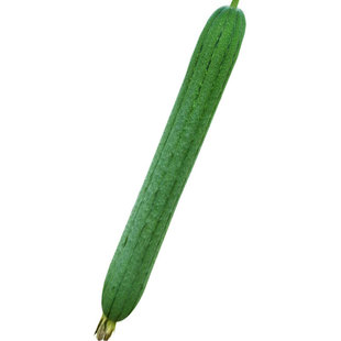 肉丝瓜种子苗特大瓜类种籽南方种四季巨型蔬菜秧菜孑秧苗新品种