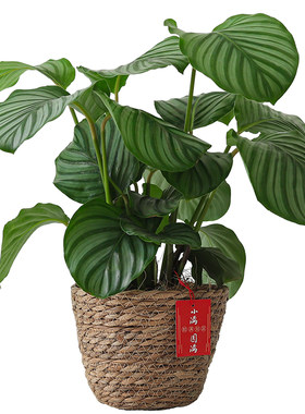 青苹果竹芋盆栽室内好养净化空气