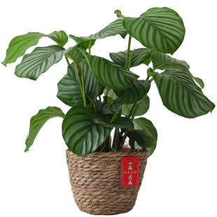 青苹果竹芋盆栽室内植物办公室桌面净化空气花卉养懒人好养活盆景
