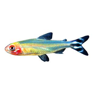 红鼻剪刀活体红绿灯热带鱼观赏鱼宝莲灯小型鱼鱼缸鱼草缸鱼群游鱼