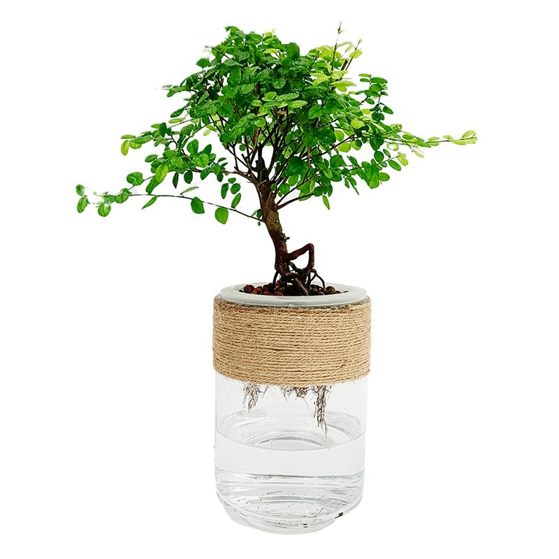 水培植物四季常青办公室内