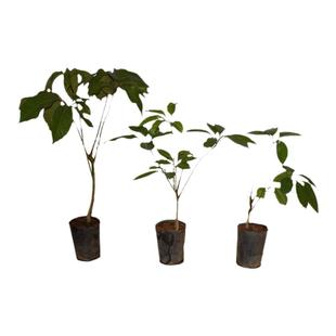 澳洲昆士兰大叶伞北欧风网红常青观叶室内净化空气好养盆栽绿植物