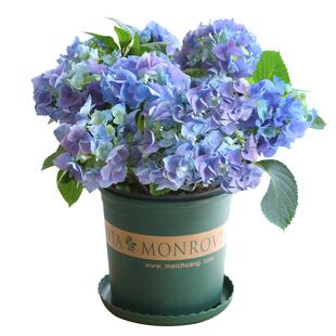 木本绣球树苗中华木绣球大花斗球室内外庭院盆栽地栽耐寒带花苞卉