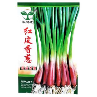 红皮香葱种籽四季小香葱种子红根小香葱籽春季秋季蔬菜种孑国产