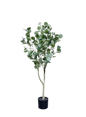 北欧特丽卉植物尤加利叶金钱树