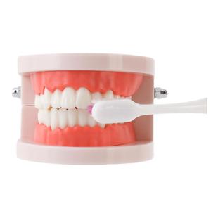 牙科牙齿模型教学模型假牙模型口腔器械材料齿科工具练习演示用