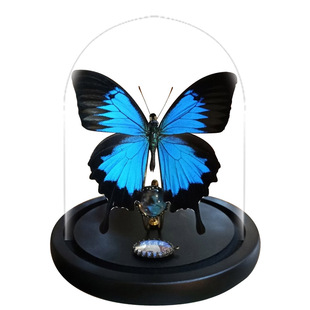 天堂爱神凤蝶玻璃罩罐子款真蝴蝶标本摆件高级感礼物 原创