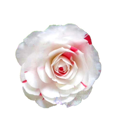 赤系抓破美人脸 特白白五 赤丹变异芽变茶花 挂线嫦娥彩