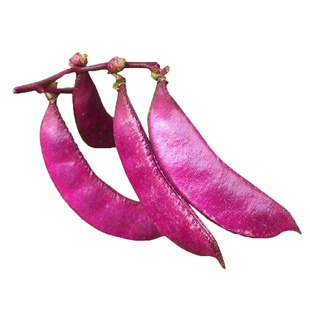 紫荷兰豆种子甜豌豆种籽四季豆青豆紫豆非眉豆扁豆春季春夏秋种孑