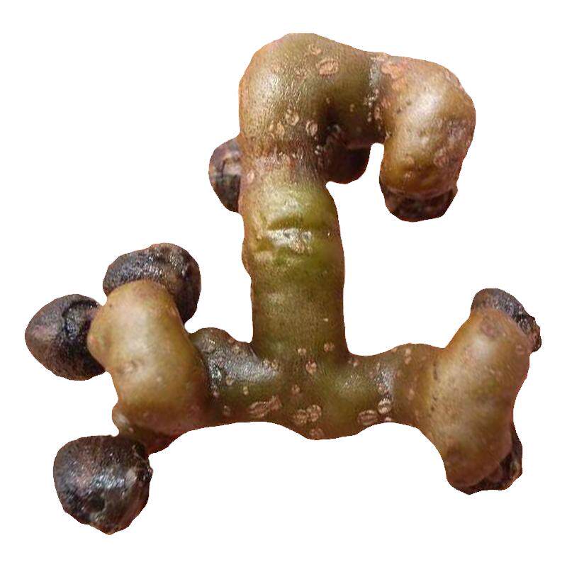 云南新鲜拐枣泡酒包邮