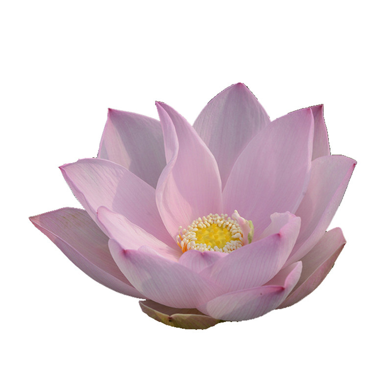 乌托邦【瑶池幻影】观赏荷花淡粉