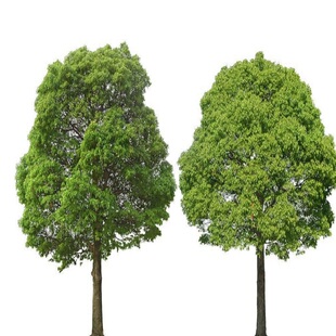 垂柳树苗速生黄金柳园林绿化庭院小苗河边行道大树金丝柳杨柳旱柳